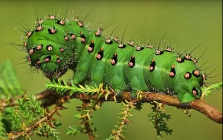 Чудесное превращение: как гусеницы становятся бабочками?
