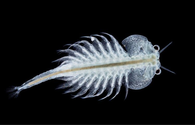 Учёные обнаружили креветку возрастом 100 миллионов лет и выяснили, как она размножалась