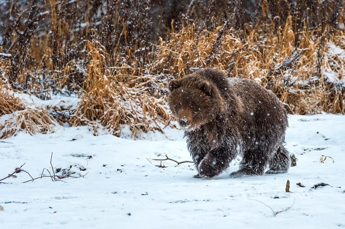 Интересные факты о медведях-шатунах