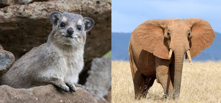 5 пар животных, которые — совершенно внезапно! — оказались родственниками