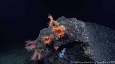 Капкан смерти: актиния — страшное существо, обитающее на дне океана