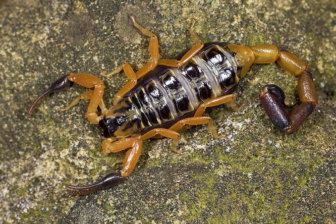10 скорпионов, которых при встрече лучше обходить стороной