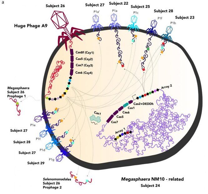Бактериофаги позволили учёным узнать кое-что новое о процессе эволюции