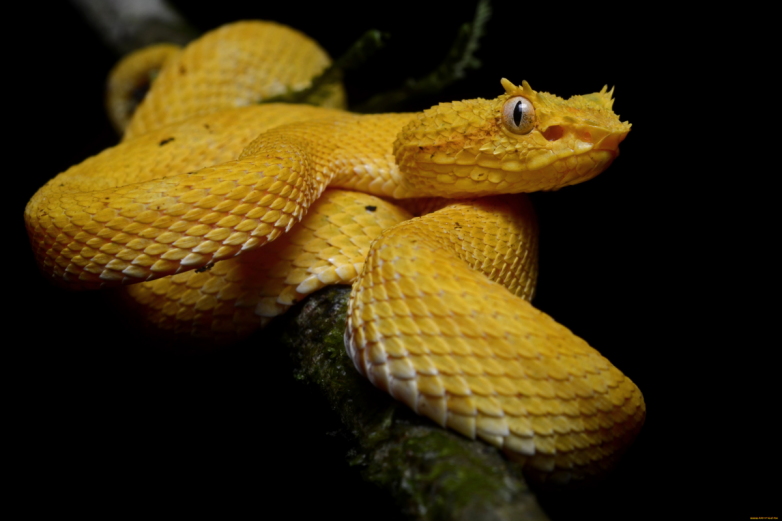 Реснитчатая гадюка — змея-модница