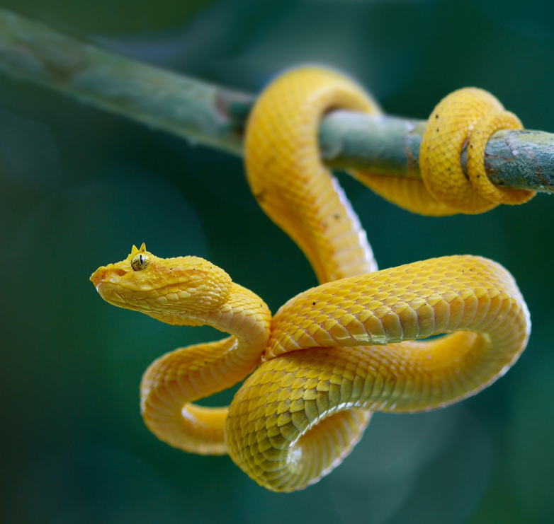 Реснитчатая гадюка — змея-модница