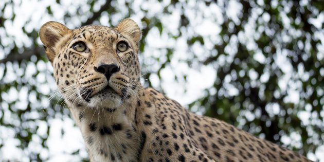 13 вымирающих животных, которым человечество должно дать шанс