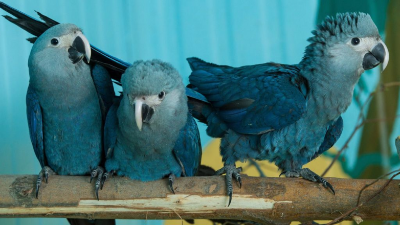 Голубой ара: пернатый красавец на грани исчезновения