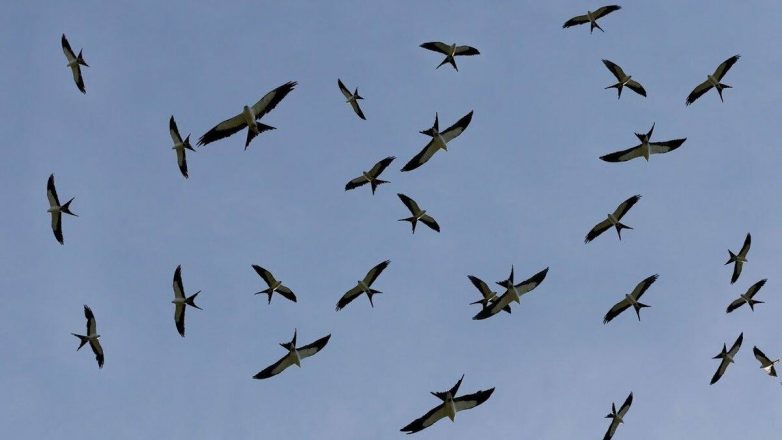 Вилохвостый коршун: зачем хищной птице прикидываться ласточкой?