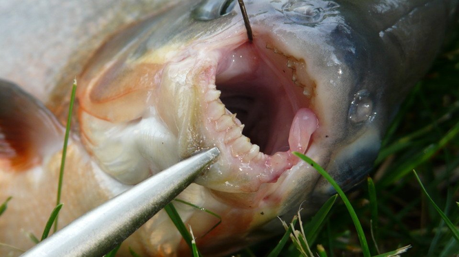 10 малоизвестных рыб, которые, однако, тоже могут вас убить
