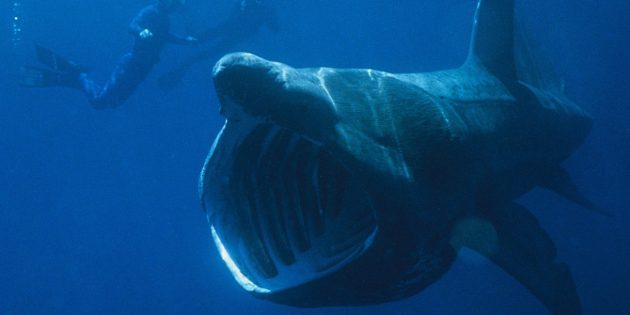 12 мифов об акулах, которые пора развеять