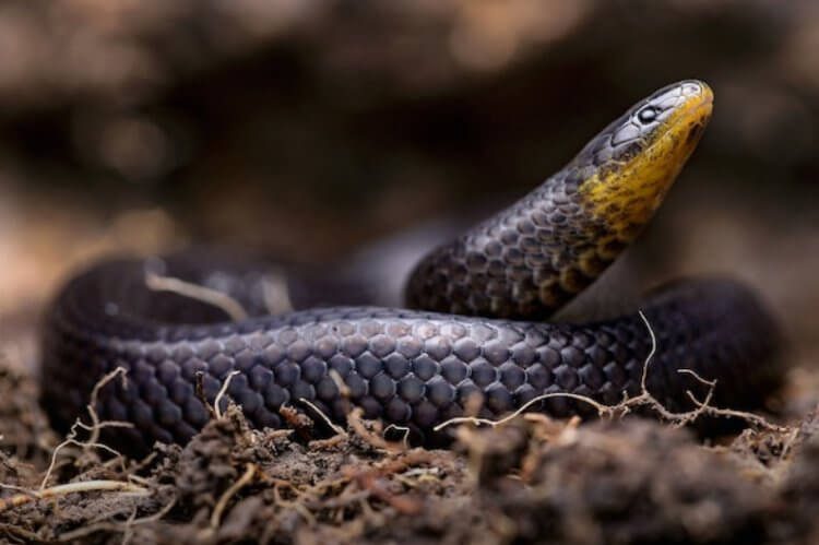 Обнаружены 3 новых вида змей, живущих под землёй