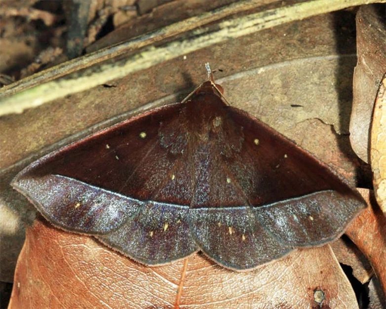 Знакомьтесь: горгона макарея — бабочка, которая питается слезами