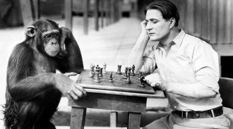 Как учёные пытались превратить обезьяну в человека и почему у них не вышло