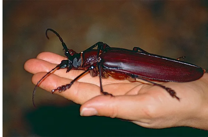 5 самых крупных насекомых планеты