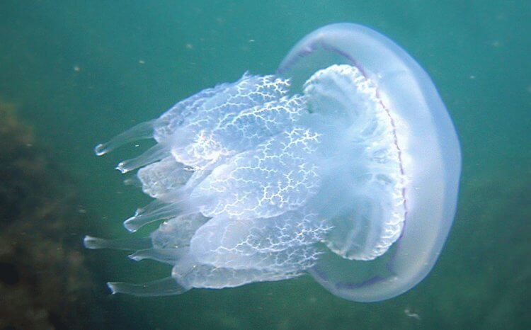Недоокаменевшие: палеонтологи нашли древнюю медузу с сохранившимися мягкими тканями