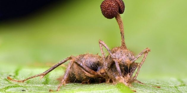 10 суперфактов о грибах