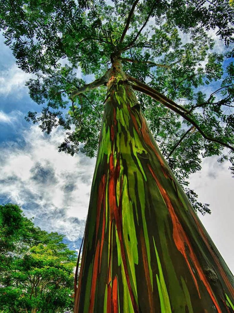 13 удивительных деревьев, которые больше напоминают фантазию художника