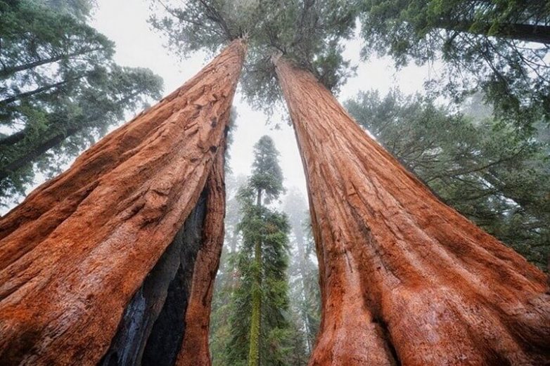 10 самых больших деревьев планеты Земля