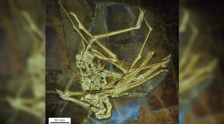 Палеонтологи смогли выяснить, как питался птерозавр