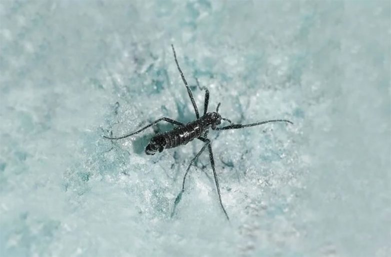 Кто такой антарктический комар и чем он опасен для экологии