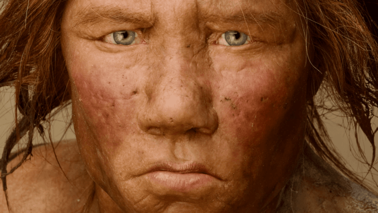 Как ощущали запахи наши предки — неандертальцы и денисовцы