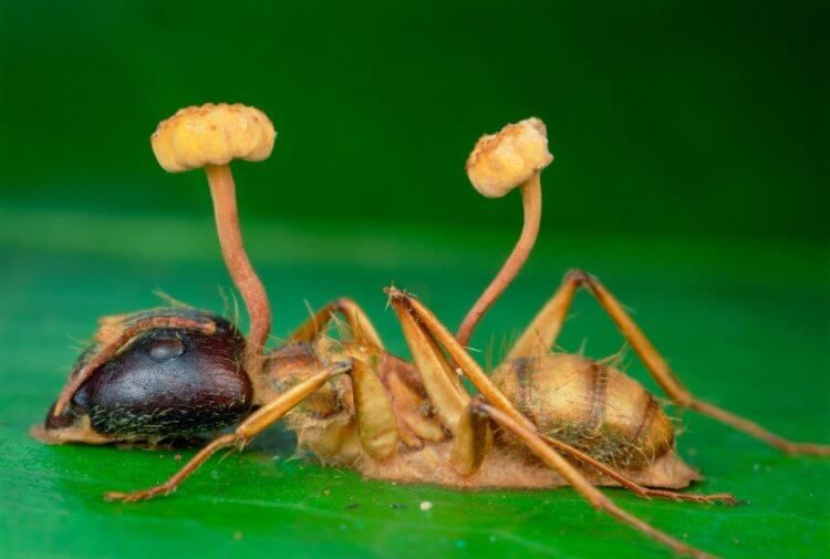 Грибки против муравьёв — а на чьей стороне вы?