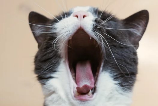 6 фактов о котах, которые вы точно не знали