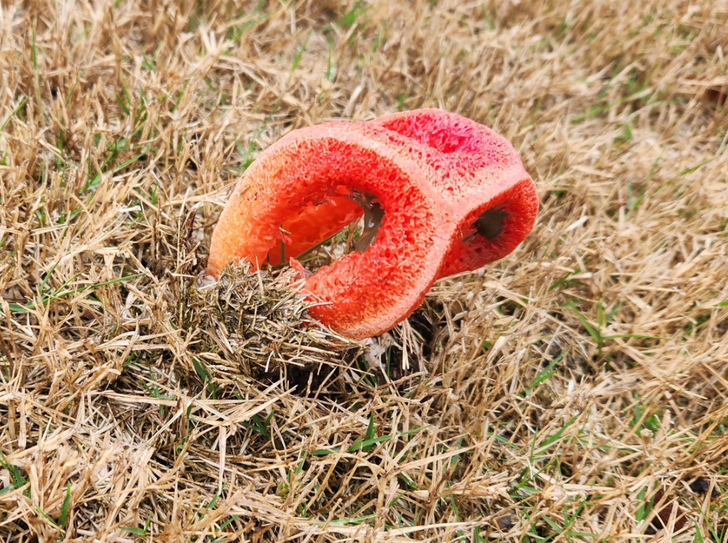 19 совершенно инопланетных грибов, найденных в живой природе