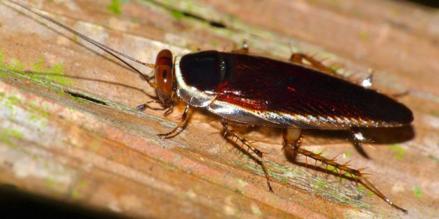 9 жутких фактов о тараканах, узнав которые их можно заподозрить в инопланетном происхождении