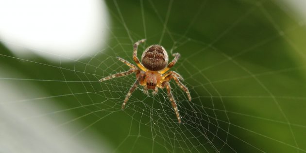 12 мифов о пауках, в которые пора перестать верить