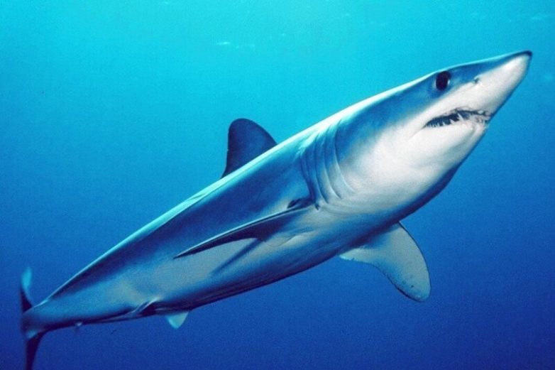 Гроза морей и океанов: 12 интересных фактов об акулах
