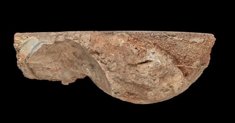 Хранившийся в музее «драгоценный камень» оказался яйцом динозавра