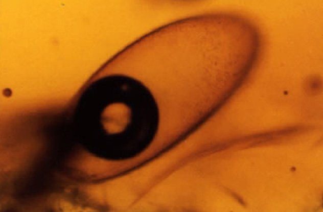 Застывшее прошлое: 10 самых необычных находок, обнаруженных в янтаре