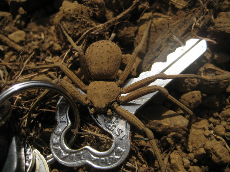 Шестиглазый песочный паук — существо из преисподней