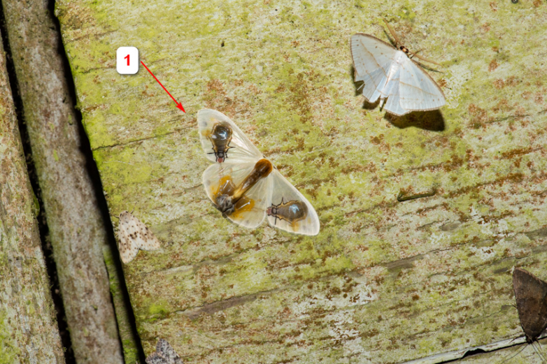 Эпатаж как способ выживания: мухоносная серпокрылка — бабочка с необычным камуфляжем