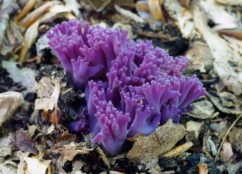 10 самых необычных грибов, которые больше напоминают фауну другой планеты
