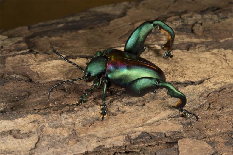 Жук-лягушка — странное насекомое с огромными ногами