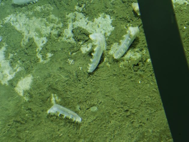В Атакамской впадине обнаружены неизвестные науке микроорганизмы