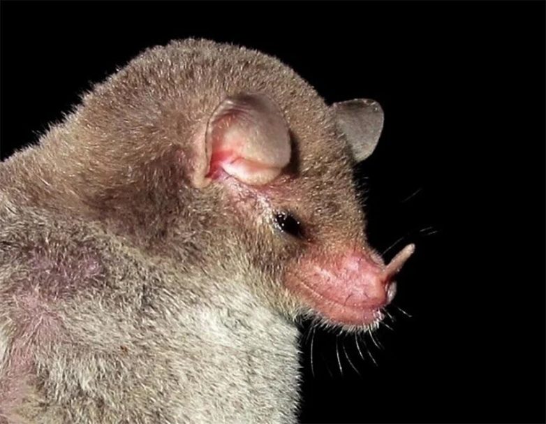 Листонос Лича — летучая мышь, которая питается нектаром