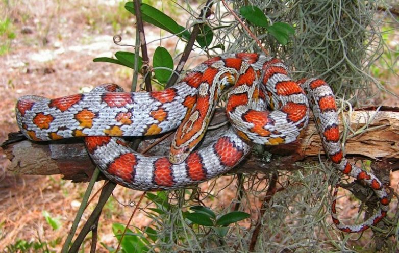10 змей, которые легко победили бы в конкурсе змеиной красоты