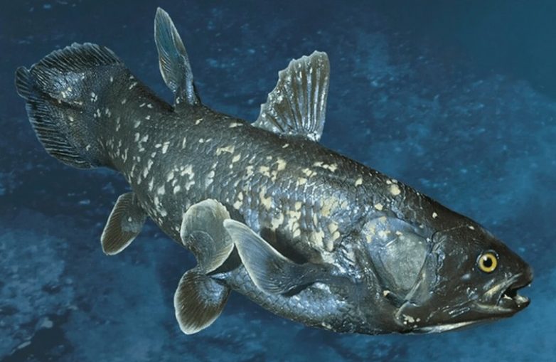 Порождения преисподней: 10 самых страшных рыб в мире