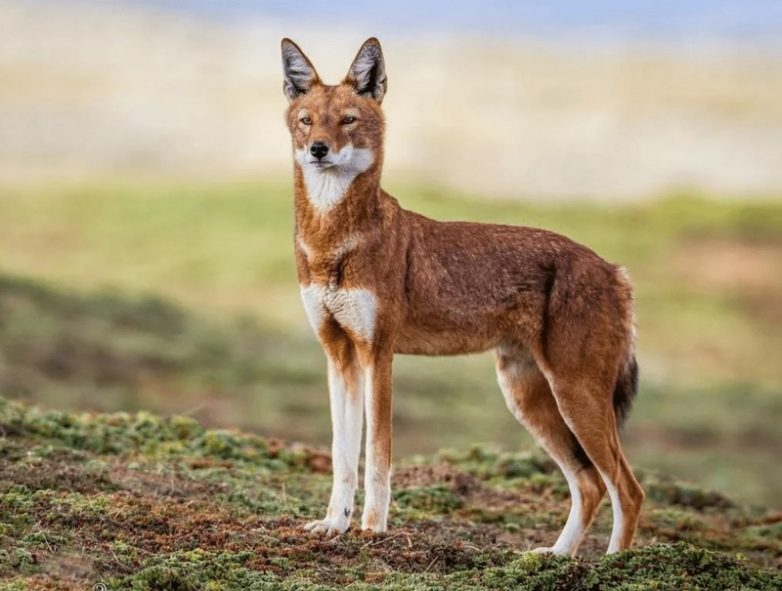 10 красивейших видов волков на планете