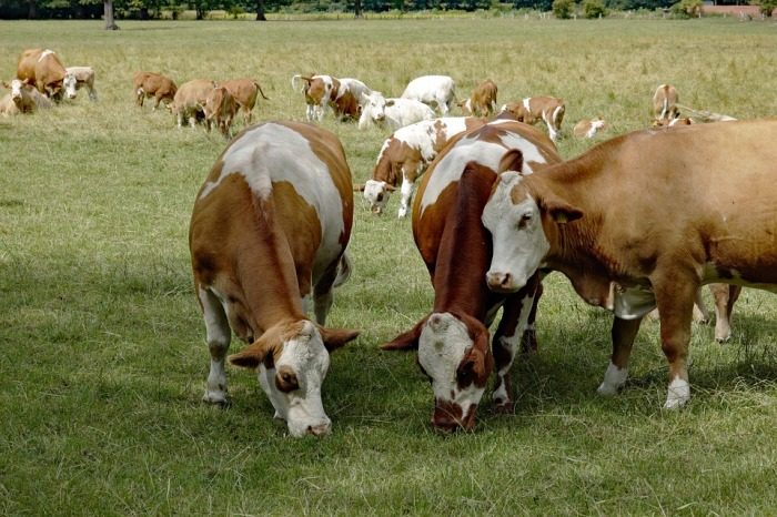 Вопрос на засыпку: почему коровье мясо называют говядиной?
