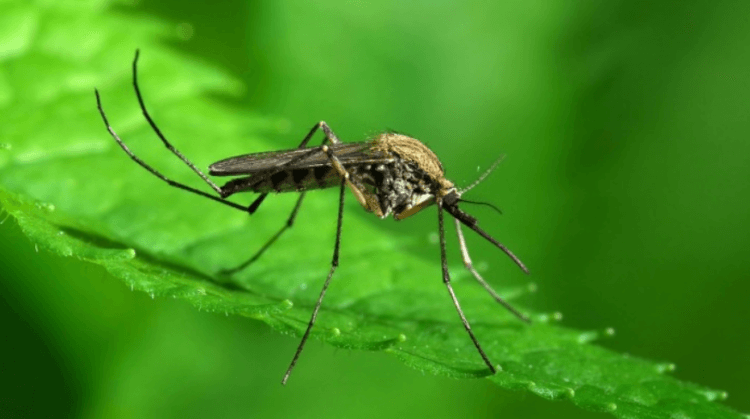 Зачем учёные выпускают заражённых комаров из лабораторий на волю