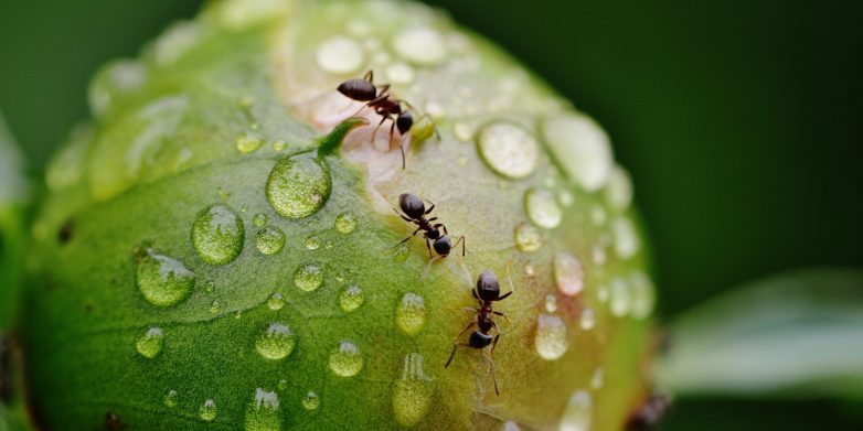 Учёные подсчитали общее число муравьёв на Земле. И это шок