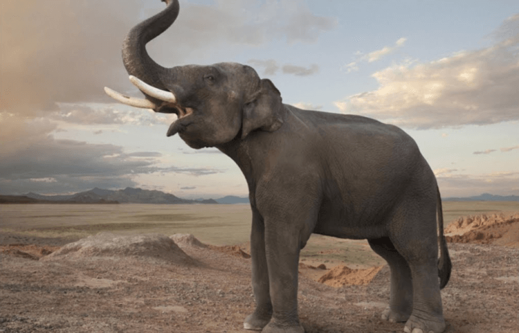 Учёные открыли способность слонов обращаться друг к другу по имени