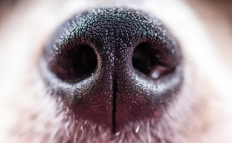 Загадки собачьего носа