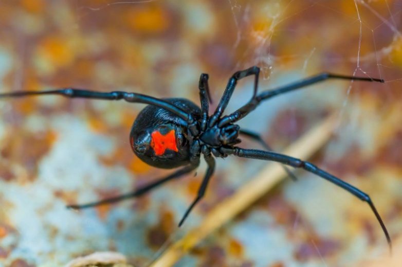 10 наиболее ядовитых пауков в мире