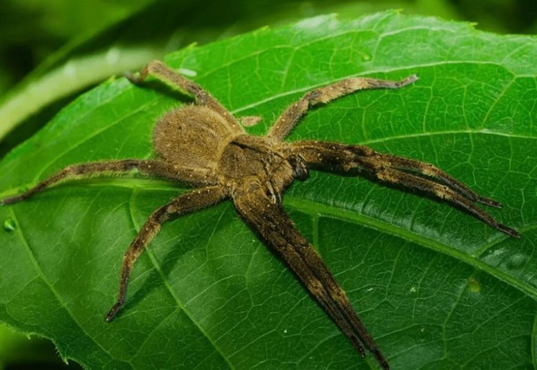 10 наиболее ядовитых пауков в мире