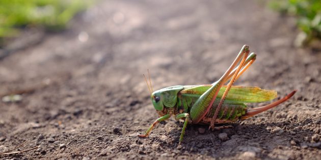 5 фактов о насекомых, которые с трудом умещаются в голове